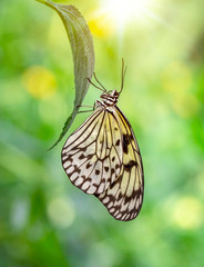  Large tree nymph butterfly, black and white tropical butterfly