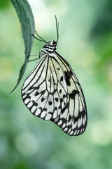  Large tree nymph butterfly, black and white tropical butterfly