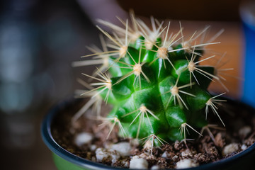 small prickly cactus in a pot plant natural botanic cacti