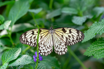  Large tree nymph butterfly, black and white tropical butterfly