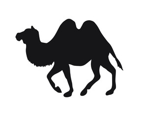 Vector flat black bactrian two humped camel silhouette isolated on white background