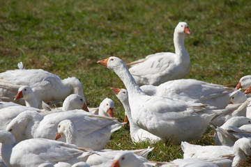 A flock of white geese in the meadow