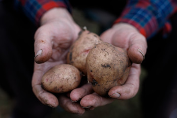 Fresh potatoes in farmer's hands. Handful of potatoes in the wrinkled hands of an elderly person. Gardening season. Organic vegetables.