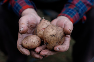 Fresh potatoes in farmer's hands. Handful of potatoes in the wrinkled hands of an elderly person. Gardening season. Organic vegetables.