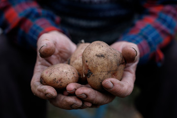 Fresh potatoes in farmer's hands. Handful of potatoes in the wrinkled hands of an elderly person. Gardening season. Organic vegetables.