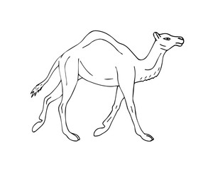 Vector hand drawn sketch dromedary one humped camel isolated on white background