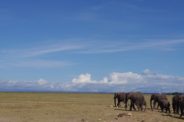 Naklejka na ściany i meble Wild elephants walking towards the horizon in Kenya