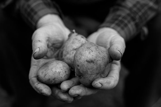 Fresh potatoes in farmer's hands. Handful of potatoes in the wrinkled hands of an elderly person. Gardening season. Organic vegetables. - Powered by Adobe