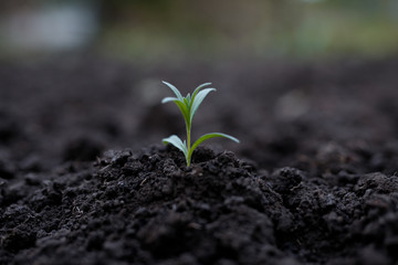 Planting the seedlings into the soil. The idea of protecting the environment and reducing global warming. Symbol of spring, gardening season, ecology concept. Earth day.