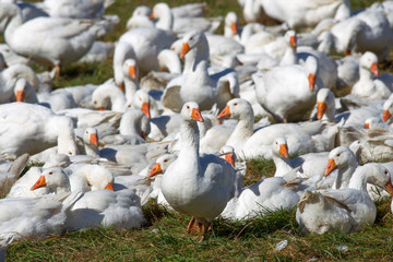 A flock of white geese in the meadow