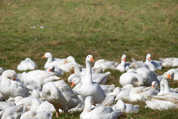 A flock of white geese in the meadow