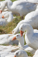 A flock of white geese in the meadow