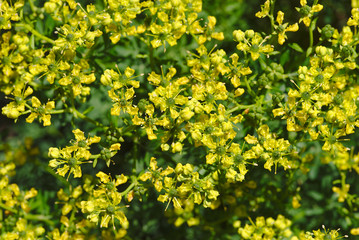 bosquet de fleurs jaune de jardin botanique