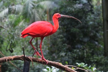 WATERFALLERS WONDERING TRAVELERS 'EYES in Brazil