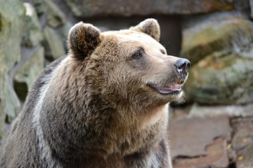 Fototapeta premium Portrait of brown bear (Ursus arctos Linnaeus) at the zoo