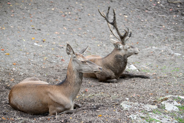 Two European noble deer (Cervus elaphus Linnaeus) lie on the ground at the zoo