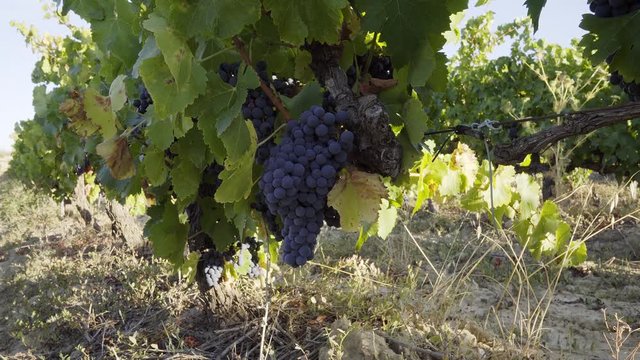 Vi&ntilde;a con racimos de uvas maduras