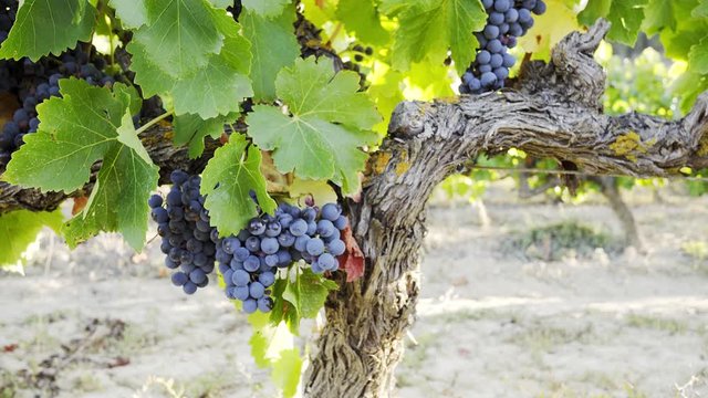 Racimos de uvas en parras