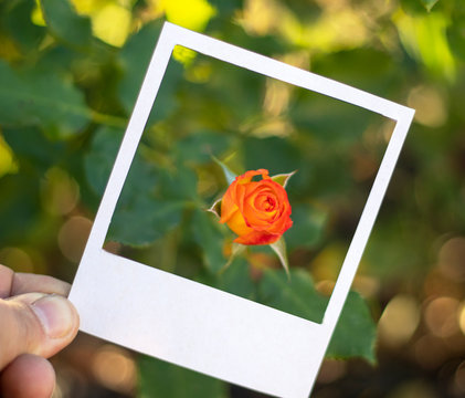 orange rose in frame