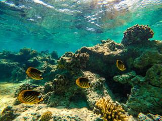Underwater photo of ocean 