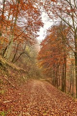 Forest trail with colorful autumn leaves