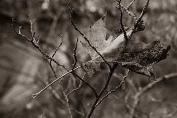 Autumn leaf hangs in branches, Autumn leaf, black and white photo, fine art