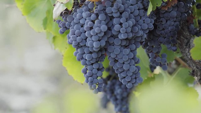 Close-up racimos de uvas en parra. 