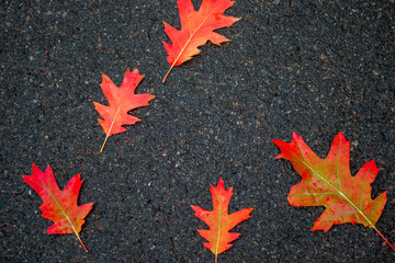 Fallen red maple leaves on the ground. Autumn concept. 