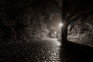 Wet road in a forest, slightly misty road in the forest, cobble stone, Black and White Photo