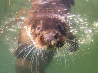 European otter (Lutra lutra) swimming underwater. Wild life animal in the river habitat. Underwater...