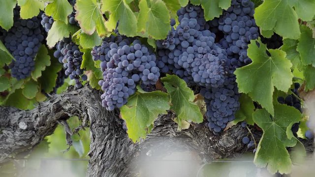 Racimos de uva variedad Garnacha en vi&ntilde;edo de Espa&ntilde;a