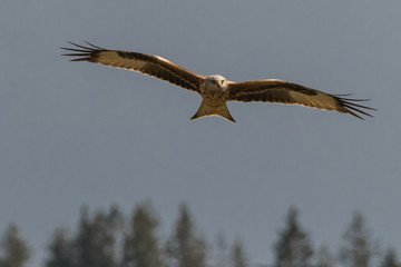 flying Red kite, Milvus milvus in the mountains