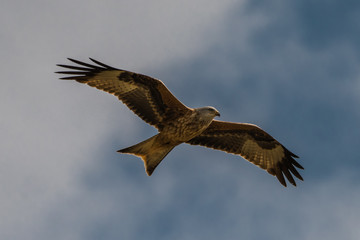 flying Red kite, Milvus milvus in the mountains