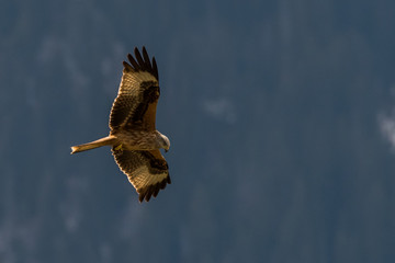 flying Red kite, Milvus milvus in the mountains