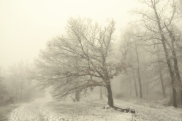Obraz na płótnie Canvas Mysterious winter foggy landscape. Broad leaf trees in fog, gloomy creepy landscape, glaze ice and rime, snow. .