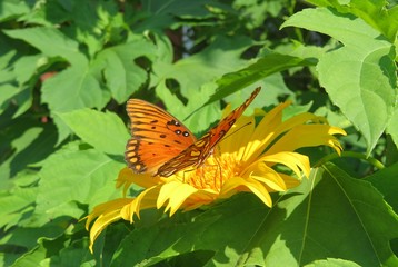 Gulf Fritillary butterfly on yellow flower in Florida nature, closeup