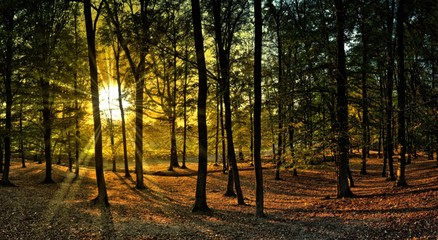 Fototapeta premium Broad leaf trees forest at autumn / fall sunlight, forest floor, foliage, tree trunks, backlit leafs, sun rays. Czech republic,Europe. Panoramic image. Creative postprocessing. .