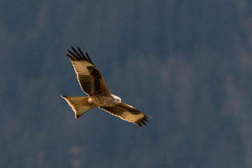 flying Red kite, Milvus milvus in the mountains