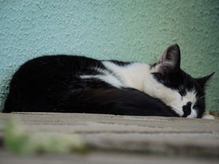 Cat sleeping on the floor