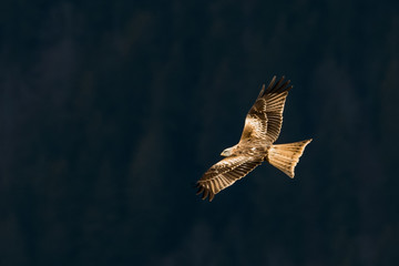 flying Red kite, Milvus milvus in the mountains