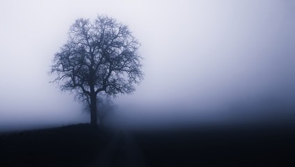 Isolated tree in fog surrounded by mysterious gloomy landscape. Late autumn, South Moravia,Europe.  .