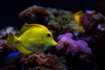 Aquarium sea yellow angel fish anemonas pets wild life hobby