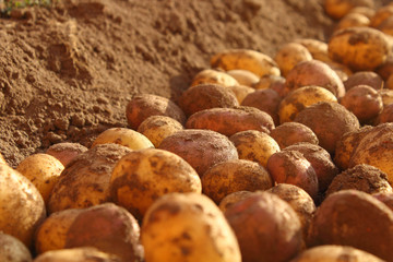 Fresh dug potatoes in a field on a farm. Close-up. Background.