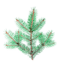 Top view of a beautiful fluffy festive green Christmas tree branch isolated on a white background.