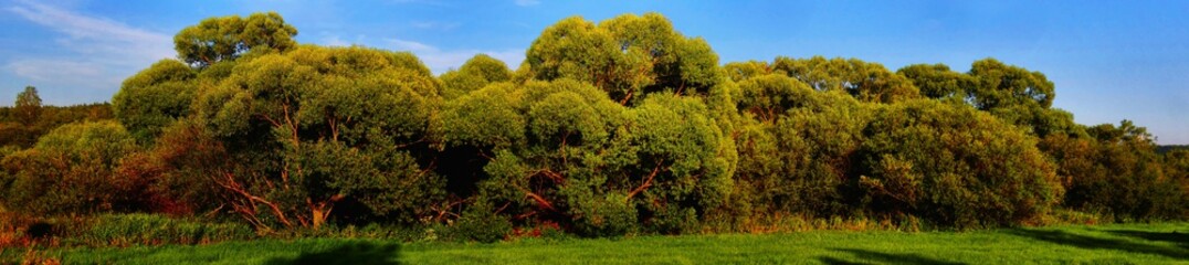 Group of broad leaf trees (probably willow trees) on a green meadow. Panoramic image. .