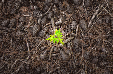 A small sapling growing through a pack of pines and pine needles
