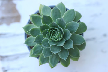 Close-up view of common houseleek