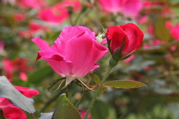 Tulips closeup macros fields purple red pink white yellow