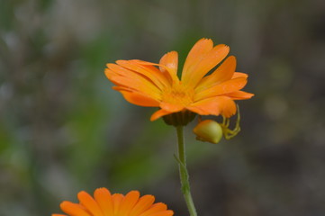 лето, растение, цветы, насекомое