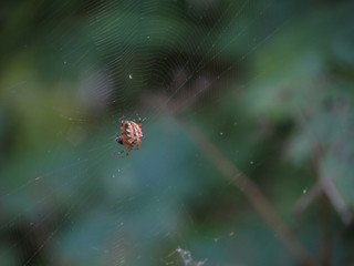 spider